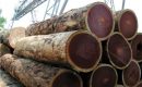 Drewno tropikalne w przemyśle morskim