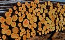 Nowy system sprzedaży drewna poniósł klęskę