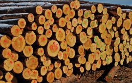 Nowy system sprzedaży drewna poniósł klęskę