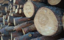 Uwagi branżowych stowarzyszeń do założeń nowych zasad sprzedaży drewna