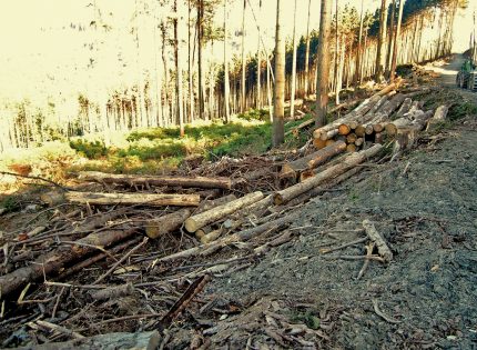 Jak kosztowne są ograniczenia w pozyskaniu drewna?