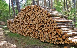 Trwale związani… niekorzystnymi zasadami sprzedaży drewna