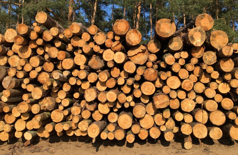 Polski nie stać na niekontrolowany eksport surowca drzewnego