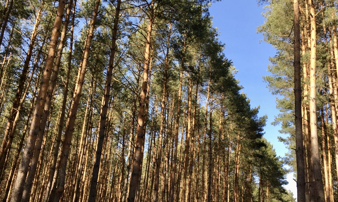 Senacki projekt ustawy zmieniającej ustawę o lasach wniesiony do Sejmu