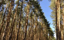Senacki projekt ustawy zmieniającej ustawę o lasach wniesiony do Sejmu