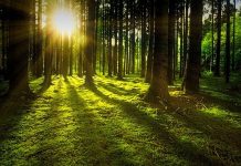 Firmy apelują o certyfikowany zrównoważony rozwój lasów w Polsce