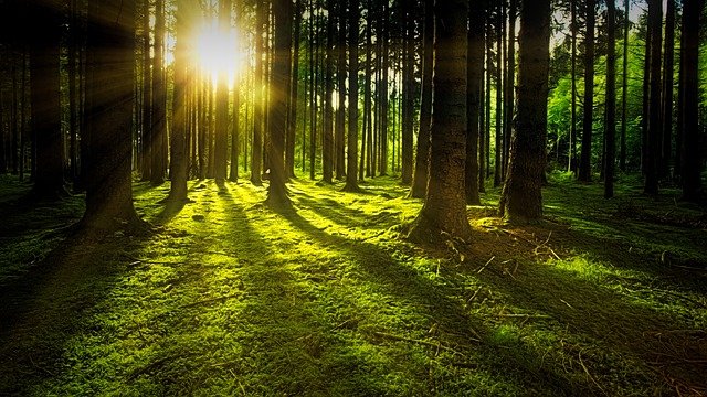 Firmy apelują o certyfikowany zrównoważony rozwój lasów w Polsce