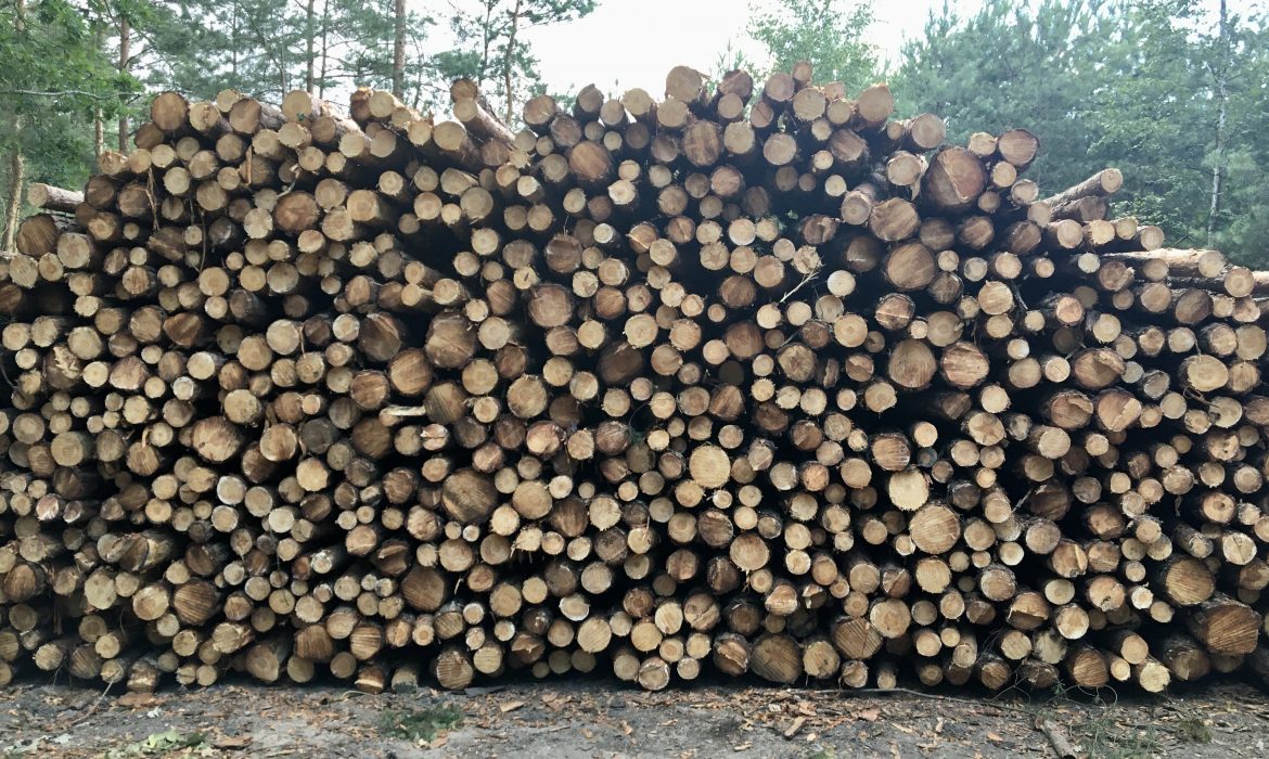 10 kroków FSC w celu ograniczenia nielegalnego pozyskiwania drewna na Ukrainie