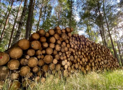 Organizacje branżowe apelują o zmiany w zasadach sprzedaży drewna w Lasach Państwowych