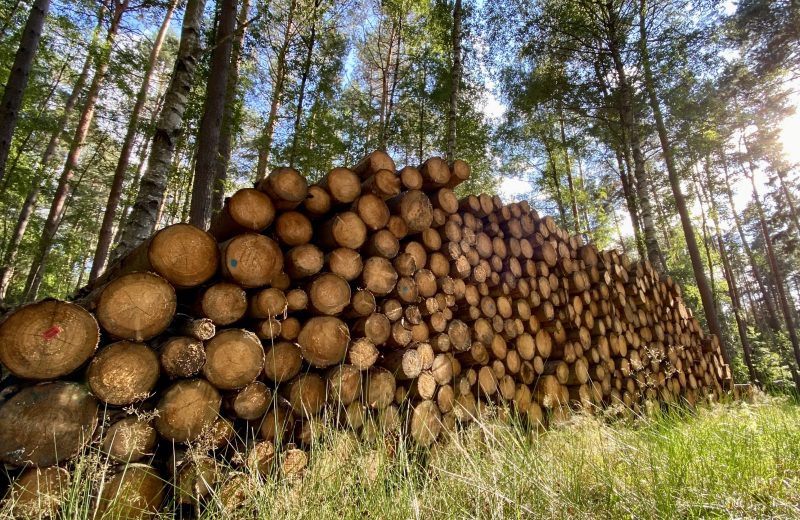 Organizacje branżowe apelują o zmiany w zasadach sprzedaży drewna w Lasach Państwowych