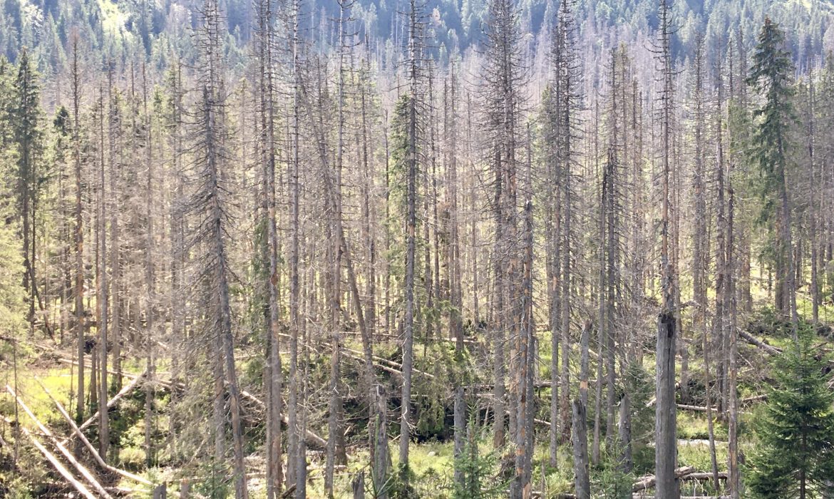 Unia Europejska zatwierdziła rozporządzenie przeciwko wylesianiu 