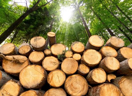Czy certyfikacja PEFC będzie ratunkiem <br> dla polskiego przemysłu drzewnego?