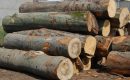 Największym odbiorcą polskiego drewna są Niemcy