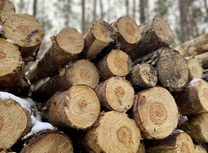 Branża apeluje o wstrzymanie procedur sprzedaży drewna na II półrocze