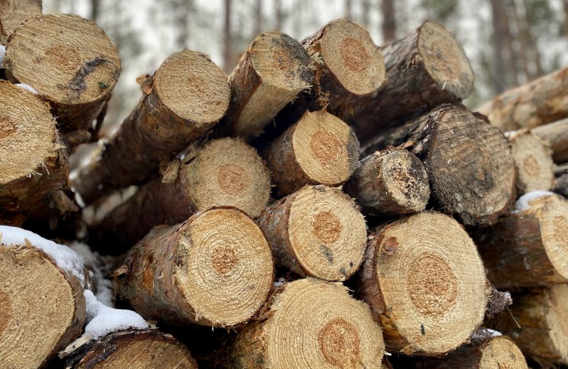 Branża apeluje o wstrzymanie procedur sprzedaży drewna na II półrocze