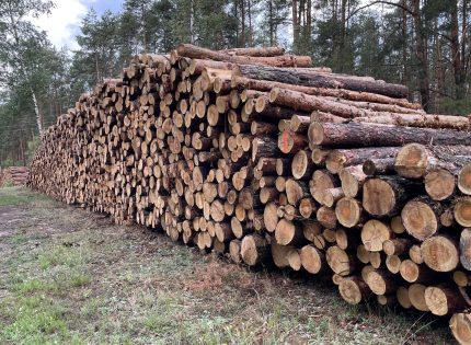 List otwarty przemysłu drzewnego do premiera Mateusza Morawieckiego