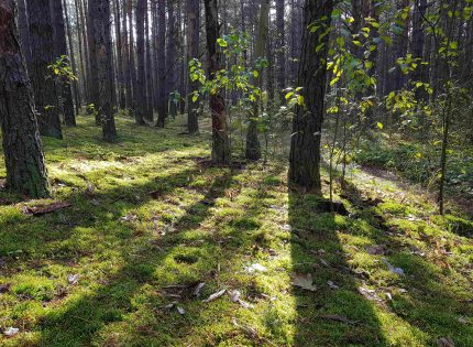 Las miejscem relaksu i odpoczynku dla 74% Polaków