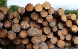 Rozporządzenie UE dotyczące wylesienia do zmiany